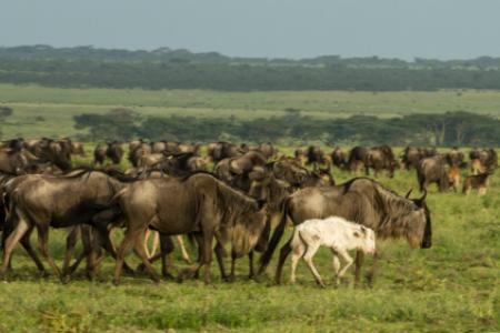 albino wildebeest