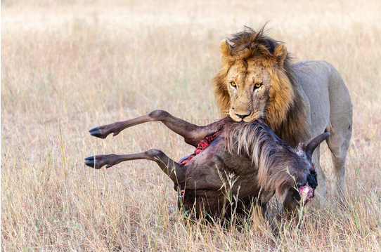 Screen Shot 2020-08-09 at 3.48.57 PM